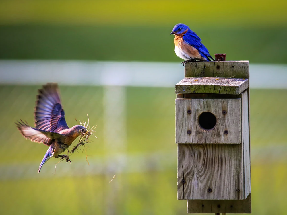 Choose The Perfect Birdhouse For Enjoying Birds Watching Experience.