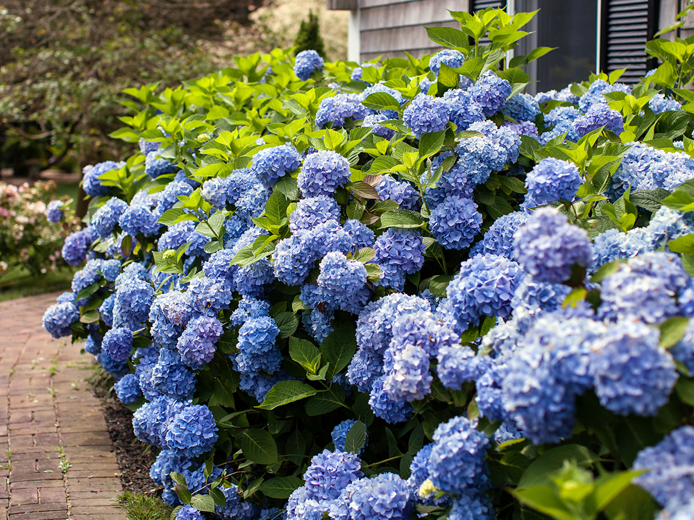 No Green Thumb Required: The Artificial Hydrangea Tree Is Here!