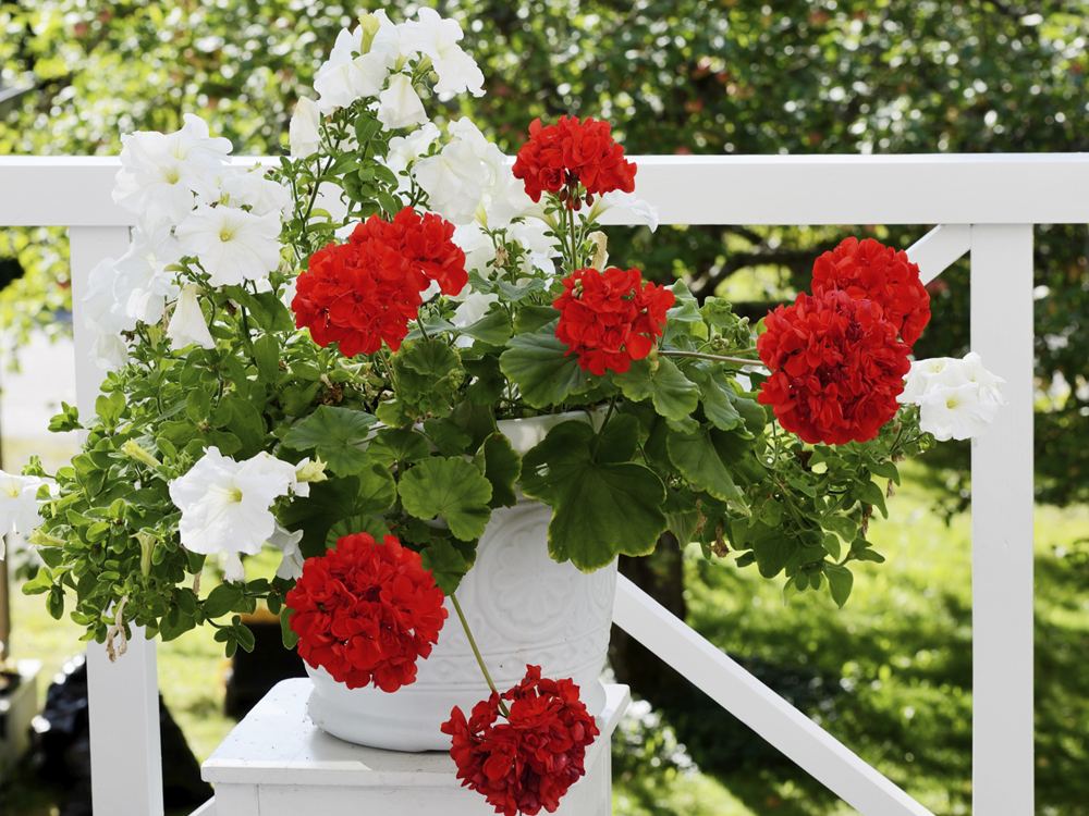The Benefits Of Potted Geranium Plant