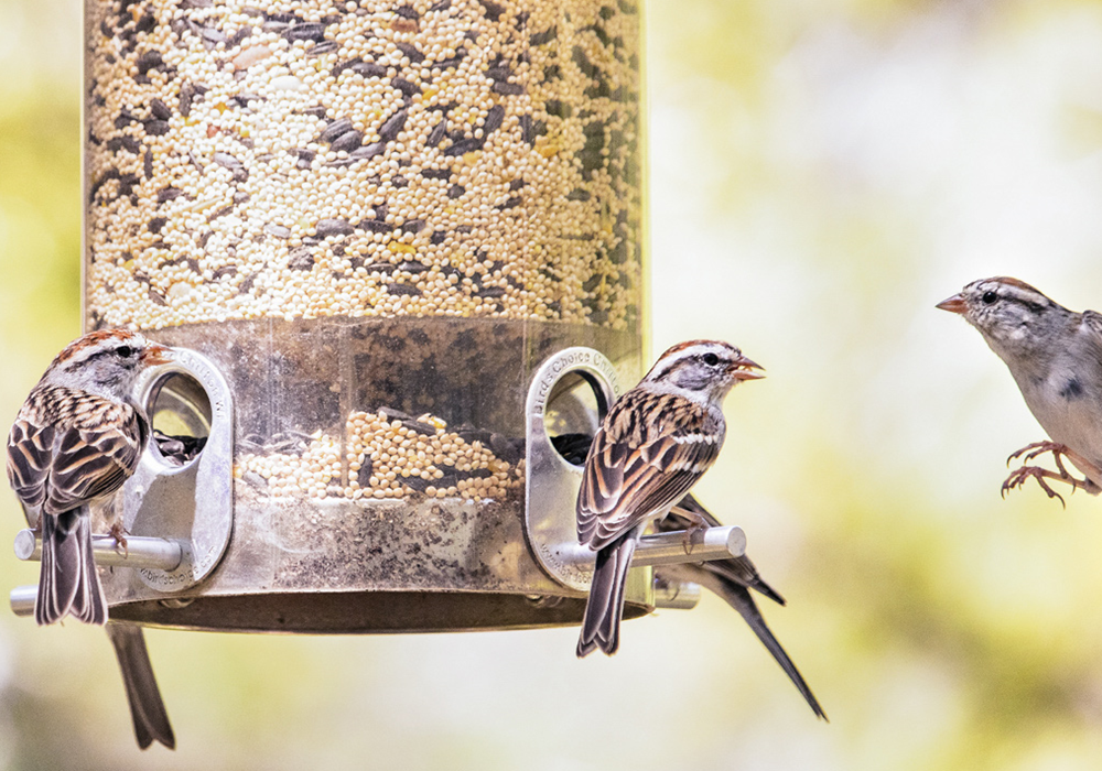 Tips To Buy The Best Bird Feeder